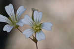 Pitcher's stitchwort